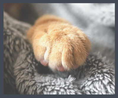 Paw Canvas Prints